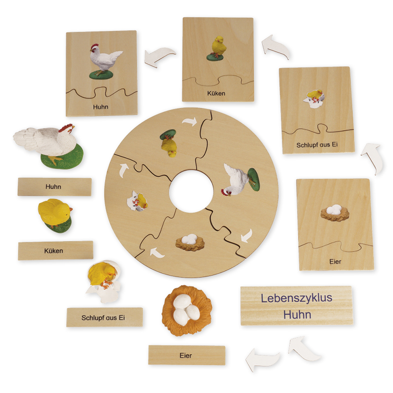 TimeTEX Lebenszyklus Eines Huhns In Holzbox Montessori Premium