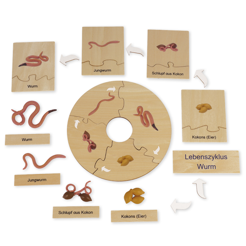 TimeTEX Life Cycle of a Rain Worm, in wooden box, German Montessori  Premium, Biology, Montessori Cosmic Education, Montessori Material, Encourage Playfully, Kindergarten