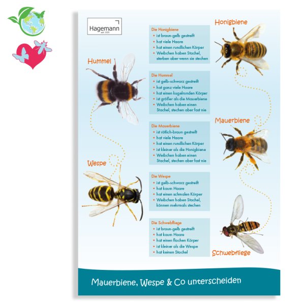 Poster A2 "Mauerbiene, Wespe & Co. unterscheiden"