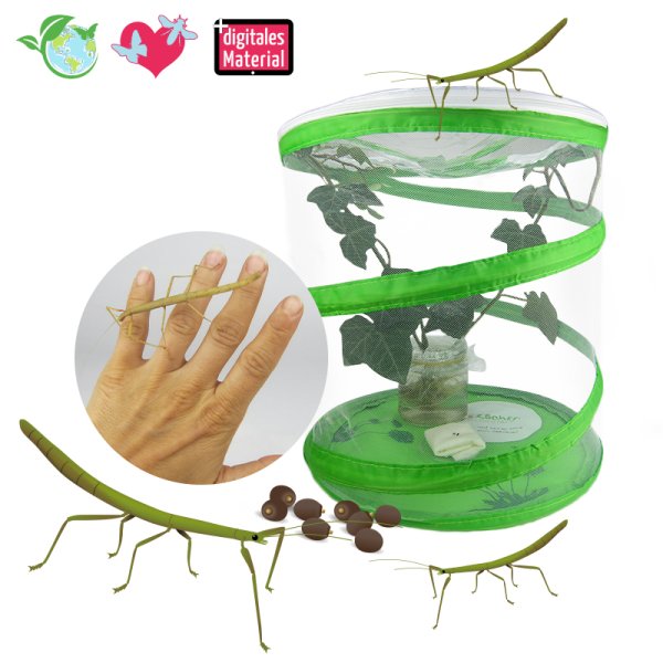 Breeding Set "Stick Insect", 3 pcs.