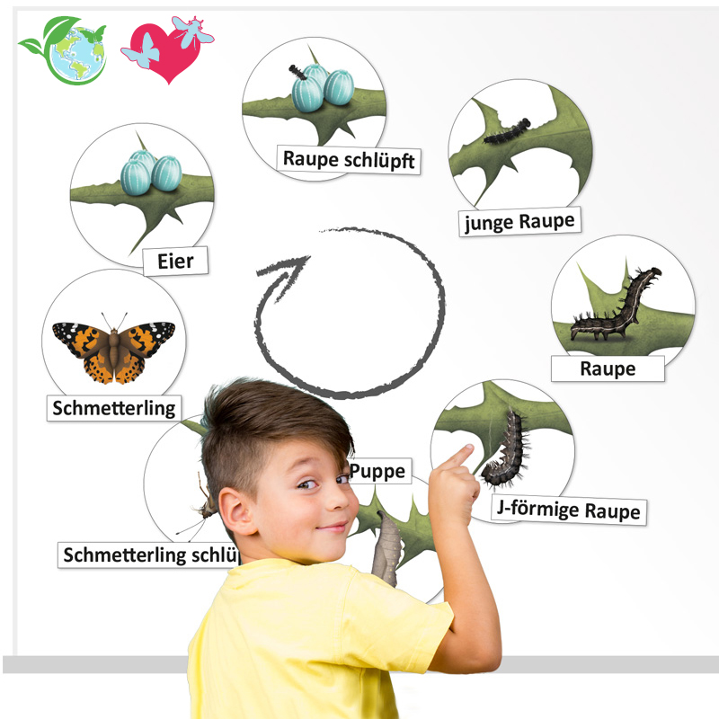 Lebenszyklus Schmetterling, magnetisch, 16-tlg.